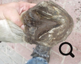  Barhufpflege Ralph Klust — Ihr Hufpfleger in NRW