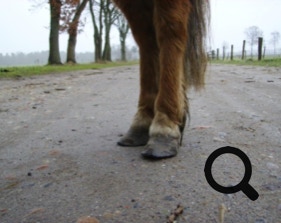  Barhufpflege Ralph Klust — Ihr Hufpfleger in NRW