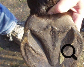  Barhufpflege Ralph Klust — Ihr Hufpfleger in NRW