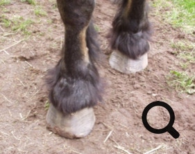  Barhufpflege Ralph Klust — Ihr Hufpfleger in NRW