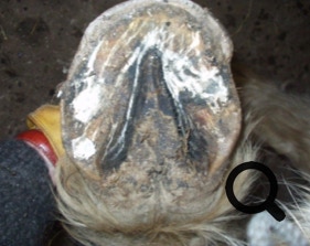  Barhufpflege Ralph Klust — Ihr Hufpfleger in NRW