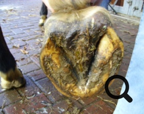  Barhufpflege Ralph Klust — Ihr Hufpfleger in NRW