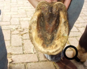  Barhufpflege Ralph Klust — Ihr Hufpfleger in NRW