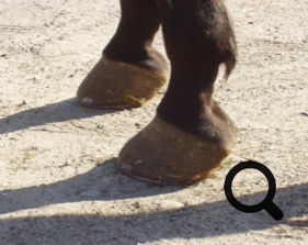  Barhufpflege Ralph Klust — Ihr Hufpfleger in NRW