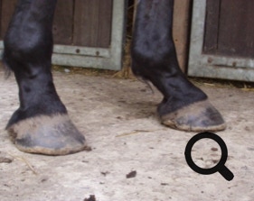  Barhufpflege Ralph Klust — Ihr Hufpfleger in NRW