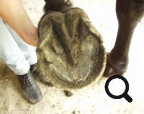  Barhufpflege Ralph Klust — Ihr Hufpfleger in NRW