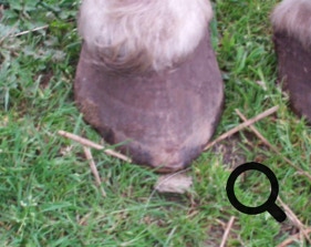  Barhufpflege Ralph Klust — Ihr Hufpfleger in NRW