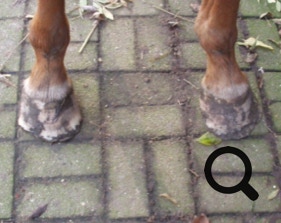  Barhufpflege Ralph Klust — Ihr Hufpfleger in NRW