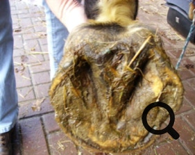  Barhufpflege Ralph Klust — Ihr Hufpfleger in NRW