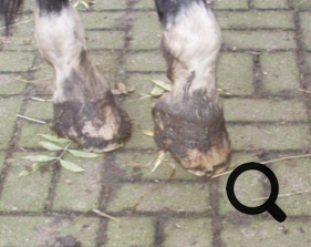  Barhufpflege Ralph Klust — Ihr Hufpfleger in NRW